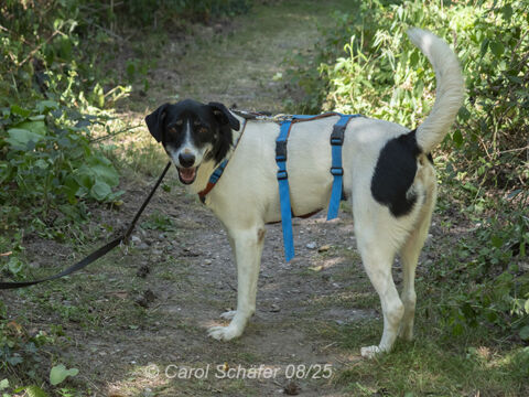 Elliot Terrier Schäferhund Mischling – Hund Mischling sucht ein Zuhause in Egelsbach
