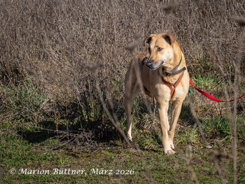 Yuna Schäferhund Mischling – Hund Schäferhund-Mix sucht ein Zuhause in Egelsbach