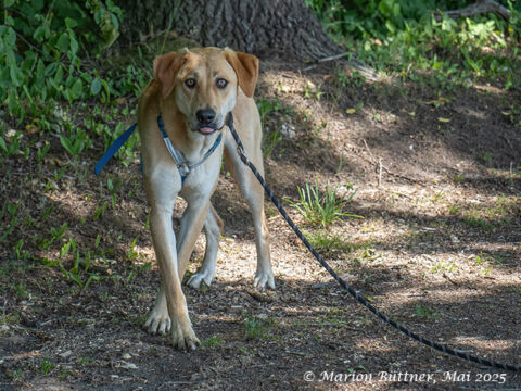 Chico Schäferhund Labrador Mischling – Hund Mischling sucht ein Zuhause in Egelsbach