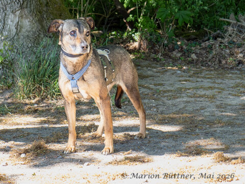 Elmina Schäferhund Mischling – Hund Schäferhund-Mix sucht ein Zuhause in Egelsbach