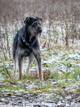 Rona Schnauzer Mischling – Hund Schnauzer sucht ein Zuhause in Egelsbach