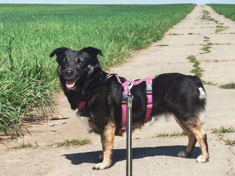 Phoebe Dackel Mischling – Hund Dackel sucht ein Zuhause in Florstadt