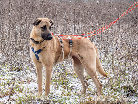 Yuki Schäferhund Mischling – Hund Schäferhund-Mix sucht ein Zuhause in Egelsbach