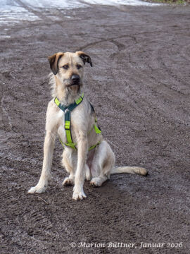 Tano Terrier Mischling – Hund Terrier-Mix sucht ein Zuhause in Egelsbach