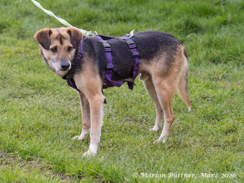 Alin Terrier Mischling – Hund Terrier-Mix sucht ein Zuhause in Egelsbach