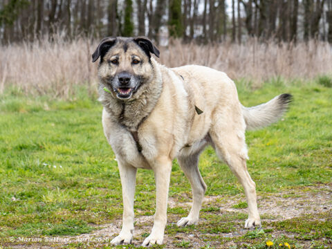 Bruno Schäferhund Mischling – Hund Schäferhund-Mix sucht ein Zuhause in Egelsbach