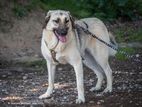 Chepi Schäferhund Mix – Hund Schäferhund-Mix sucht ein Zuhause in Egelsbach
