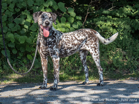 Nemo Dalmatiner Mischling – Hund Dalmatiner sucht ein Zuhause in Egelsbach