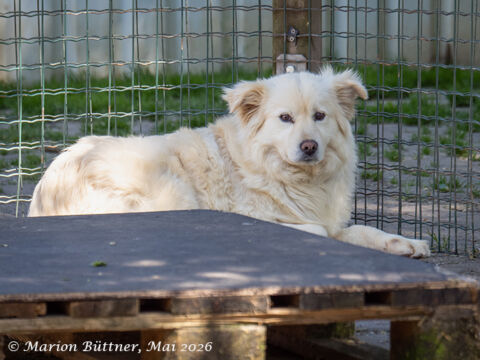 Wini Retriever Mischling – Hund Retriever-Mix sucht ein Zuhause in Egelsbach