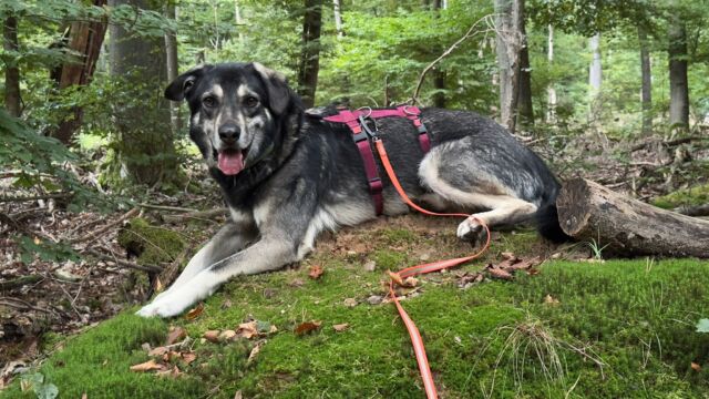 Eiko HSH Schäferhund Mischling – Hund Schäferhund-Mix sucht ein Zuhause in Rodgau