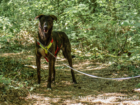 Loki Terrier Mischling – Hund Terrier-Mix sucht ein Zuhause in Egelsbach