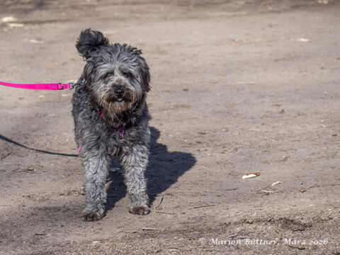 Maya Terrier Mischling – Hund Terrier-Mix sucht ein Zuhause in Egelsbach