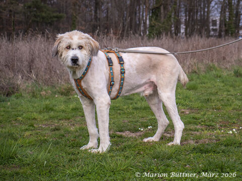 Mosu Miortitic Mischling – Hund Mischling sucht ein Zuhause in Egelsbach