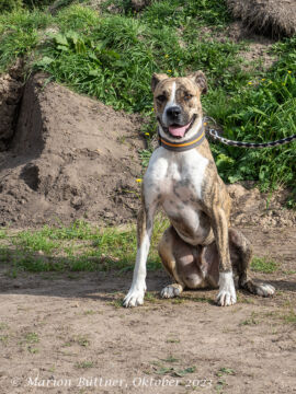 Don Camillo – Hund Mischling sucht ein Zuhause in Egelsbach