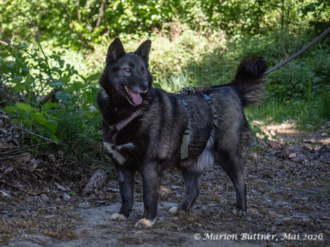 Zia Schäferhund Mischling – Hund Schäferhund-Mix sucht ein Zuhause in Egelsbach