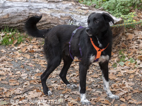 Carlo Schäferhund Mischling – Hund Schäferhund-Mix sucht ein Zuhause in Egelsbach