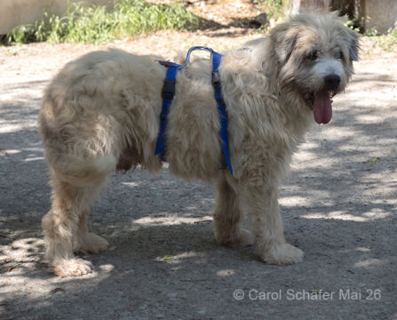Hugo Mioritic Mischling – Hund Mischling sucht ein Zuhause in Egelsbach