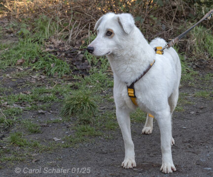 Dany Border Collie Mischling – Hund Border Collie sucht ein Zuhause in Egelsbach