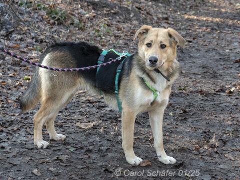 Casper Schäferhund Labrador Mischling – Hund Mischling sucht ein Zuhause in Egelsbach
