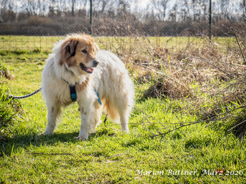 Kaiser Schäferhund Collie Mischling – Hund Mischling sucht ein Zuhause in Egelsbach
