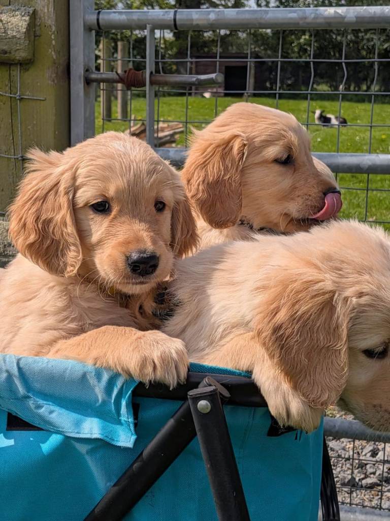Golden Retriever Welpen – Hund Golden Retriever sucht ein Zuhause in Berlin