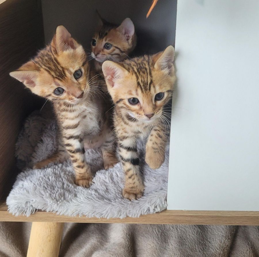 Bengal Kätzchen – Katze Bengal sucht ein Zuhause in Berlin