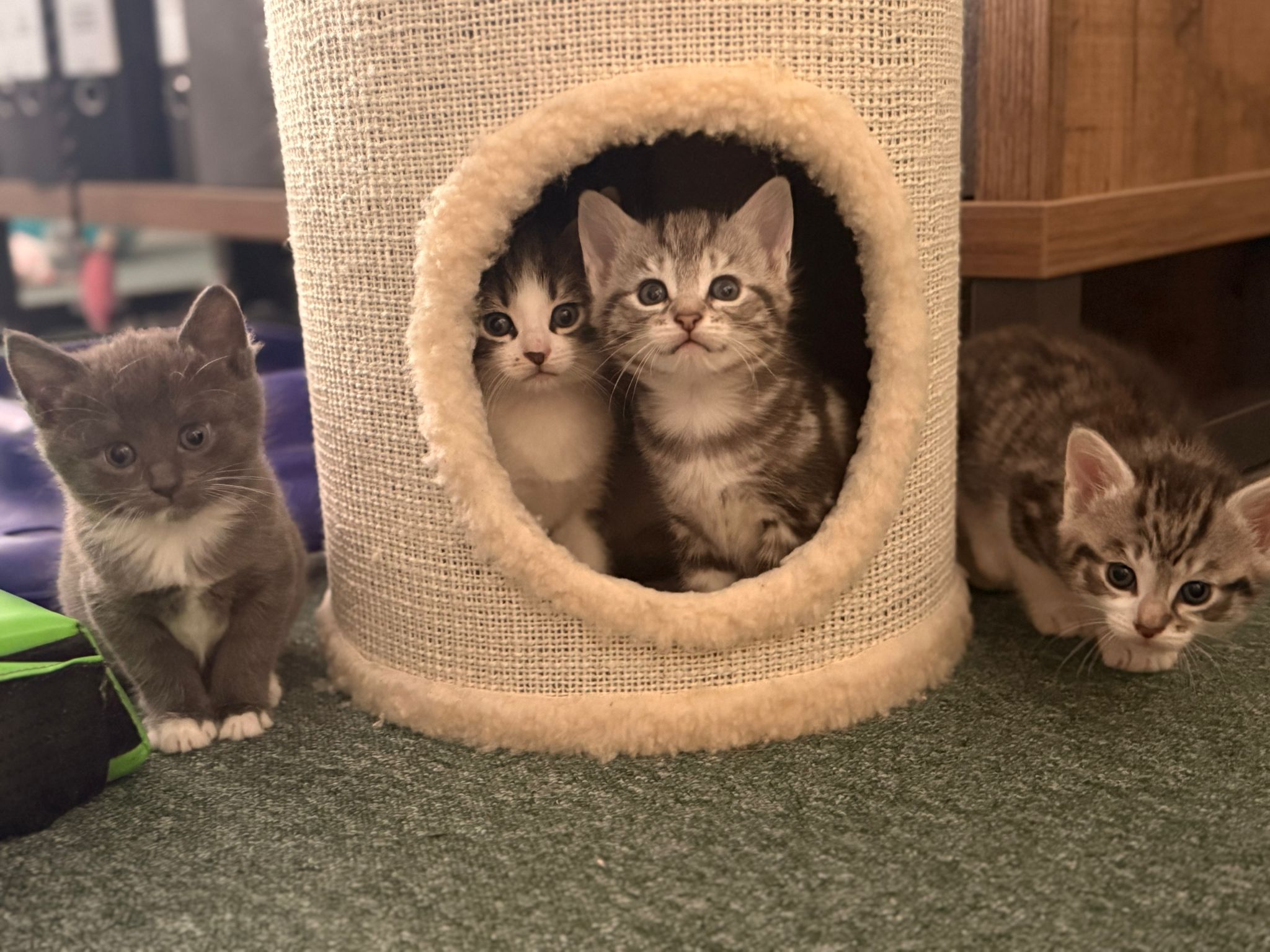 Wunderschöne Norwegische Waldkatze Mix Kitten suchen liebevolles zu Hause  – Katze Norwegische Waldkatze sucht ein Zuhause in Baden-Baden