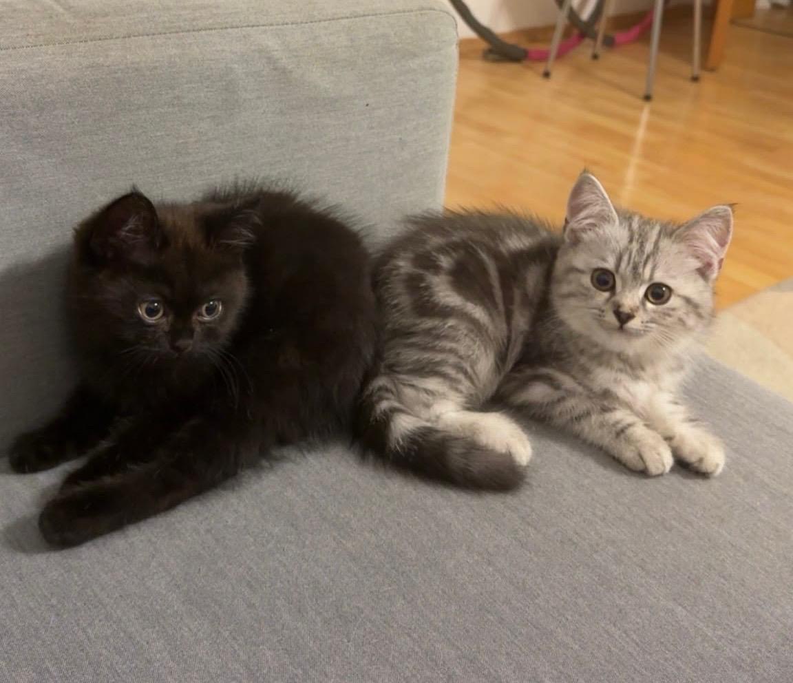 Süße BKH Kitten suchen neues Zuhause – Katze Britisch Kurzhaar sucht ein Zuhause in Düsseldorf