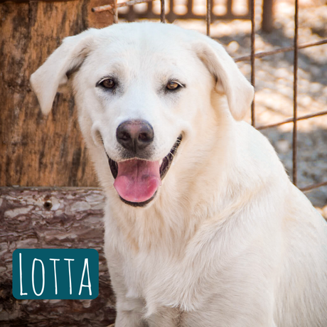 Lotta – Hund Mischling sucht ein Zuhause in Italien