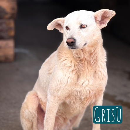 Grisu – Hund Mischling sucht ein Zuhause in Italien