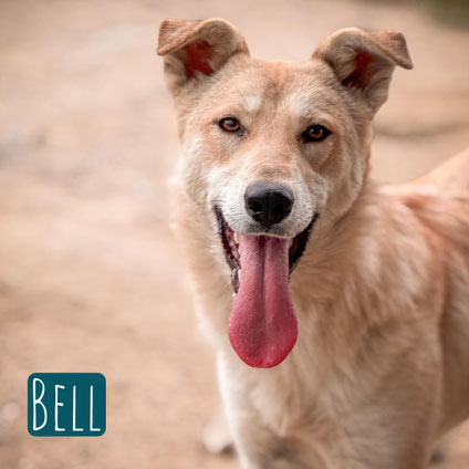 Bell Mischling – Hund Mischling sucht ein Zuhause in Italien
