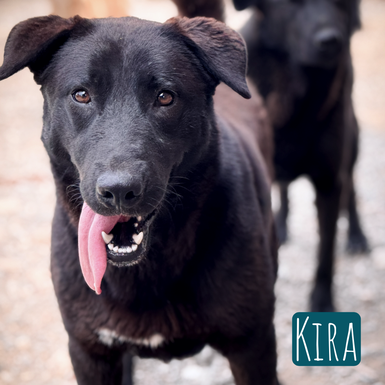 Kira Mischling – Hund Mischling sucht ein Zuhause in Italien
