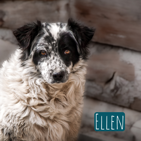 Ellen – Hund Mischling sucht ein Zuhause in Italien