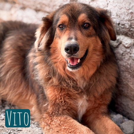 Vito Mischling – Hund Mischling sucht ein Zuhause in Italien