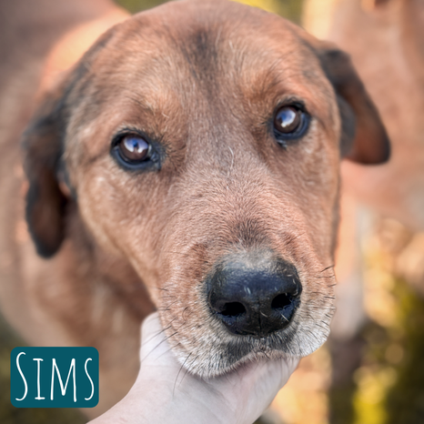 Sims Mischling – Hund Mischling sucht ein Zuhause in Italien