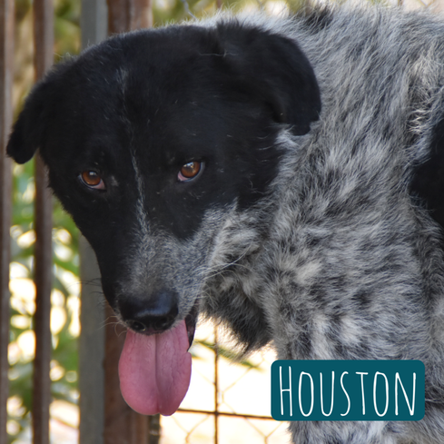 Houston – Hund Mischling sucht ein Zuhause in Italien