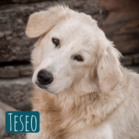 Teseo – Hund Maremmano-Mix sucht ein Zuhause in Italien