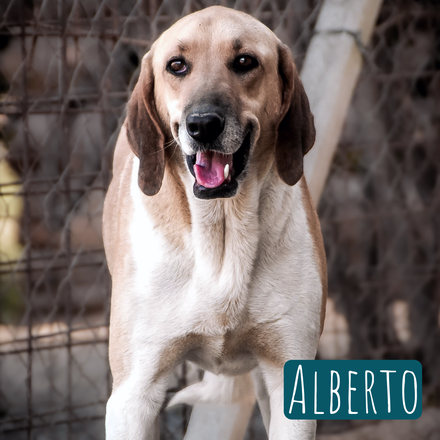 Alberto – Hund Segugio Italiano Kurzhaar sucht ein Zuhause in Italien