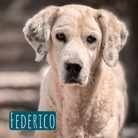 Federico – Hund Mischling sucht ein Zuhause in Italien