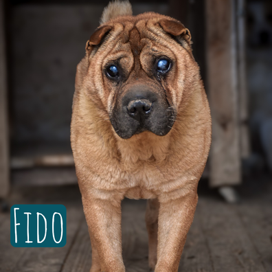 Fido Mischling – Hund Mischling sucht ein Zuhause in Italien