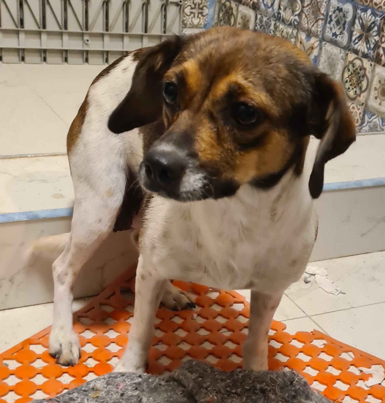 Becky sucht ihre Menschen – Hund sucht ein Zuhause in Meuselwitz