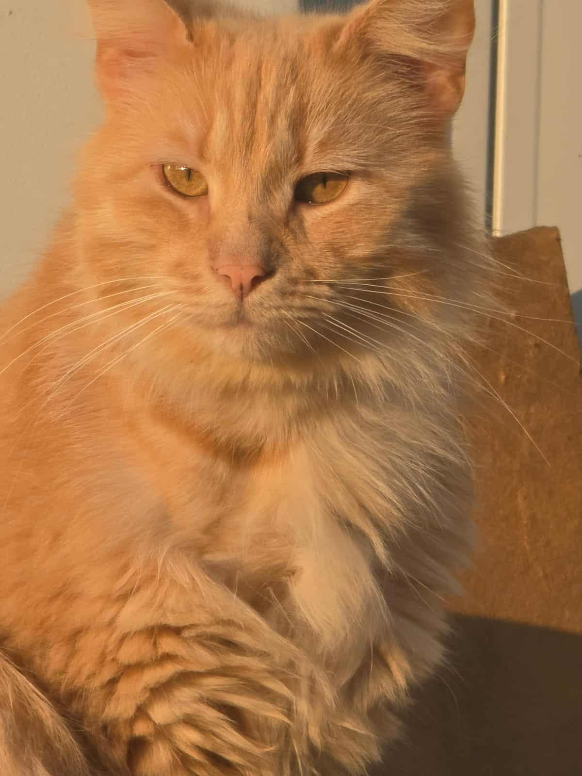 Bruce sucht seinen Dosenöffner – Katze sucht ein Zuhause in Meuselwitz