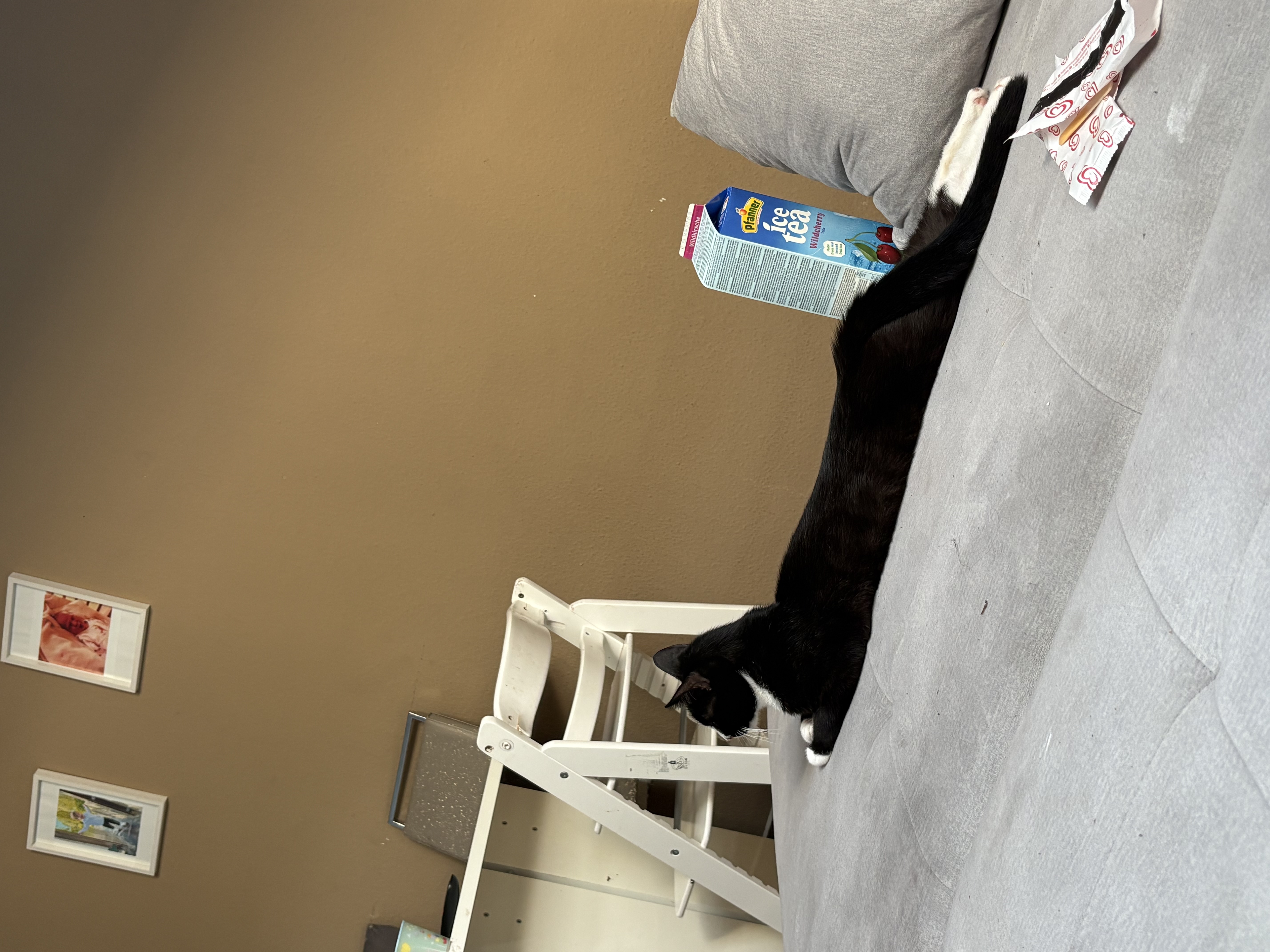 Liebevoller Kater abzugeben  – Katze sucht ein Zuhause in Eberswalde