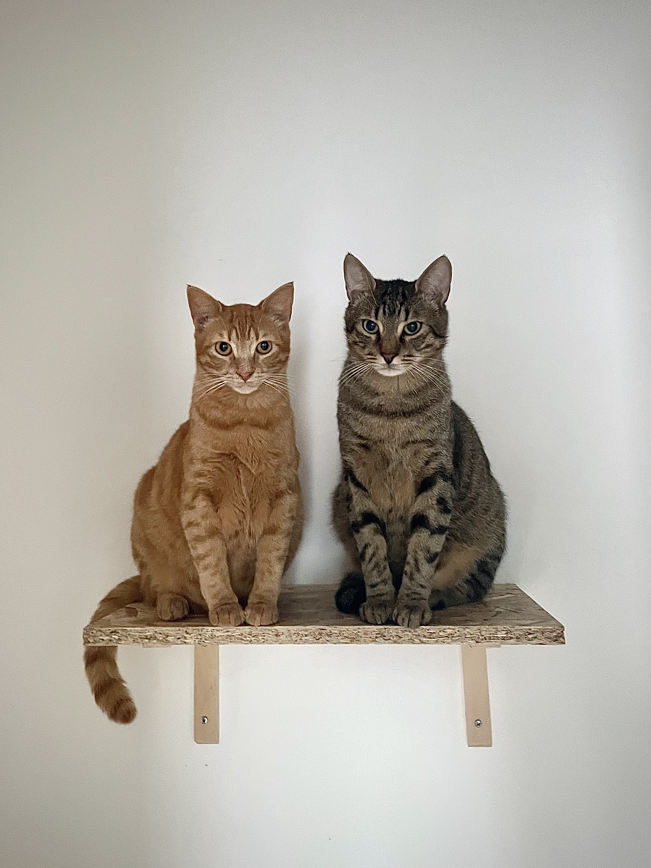 Katze Nuri & Kater Gismo, 3 Jahre, Wurfgeschwister suchen bedingt durch Zeitmangel ein neues Zuhause – Katze Europäisch Kurzhaar sucht ein Zuhause in Berlin
