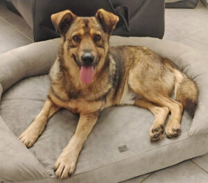 Ferdinand ist ein fitter und gesunder älterer Hundemann – Hund Schäferhund-Mix sucht ein Zuhause in Sehnde