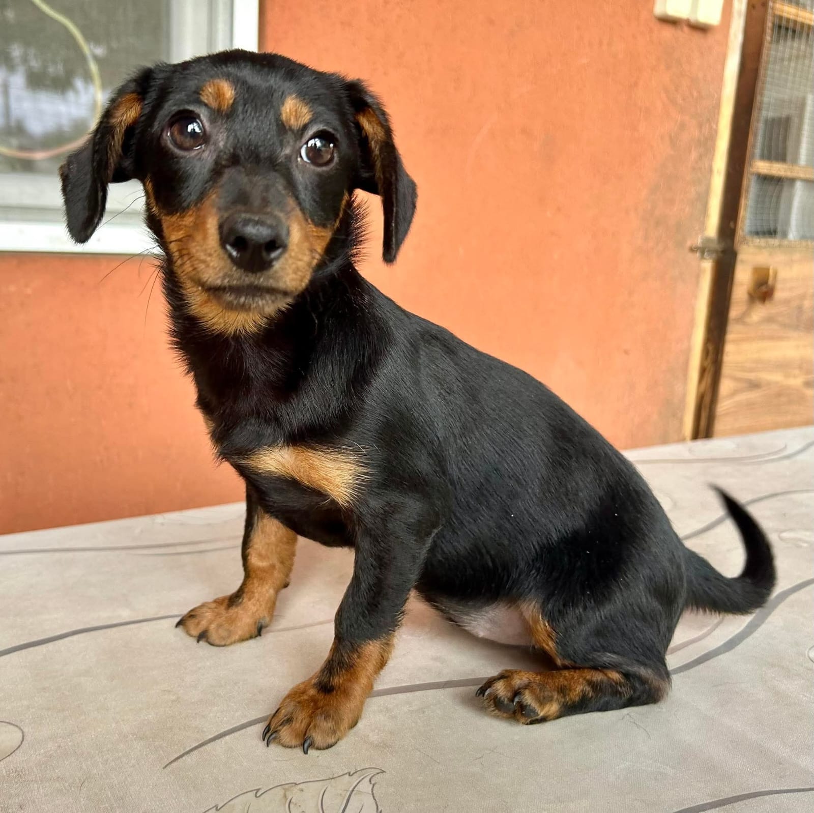 Sippi, süßes Dackelmix Welpenmädchen geb. 02/2026 – Hund Dackel sucht ein Zuhause in Ungarn