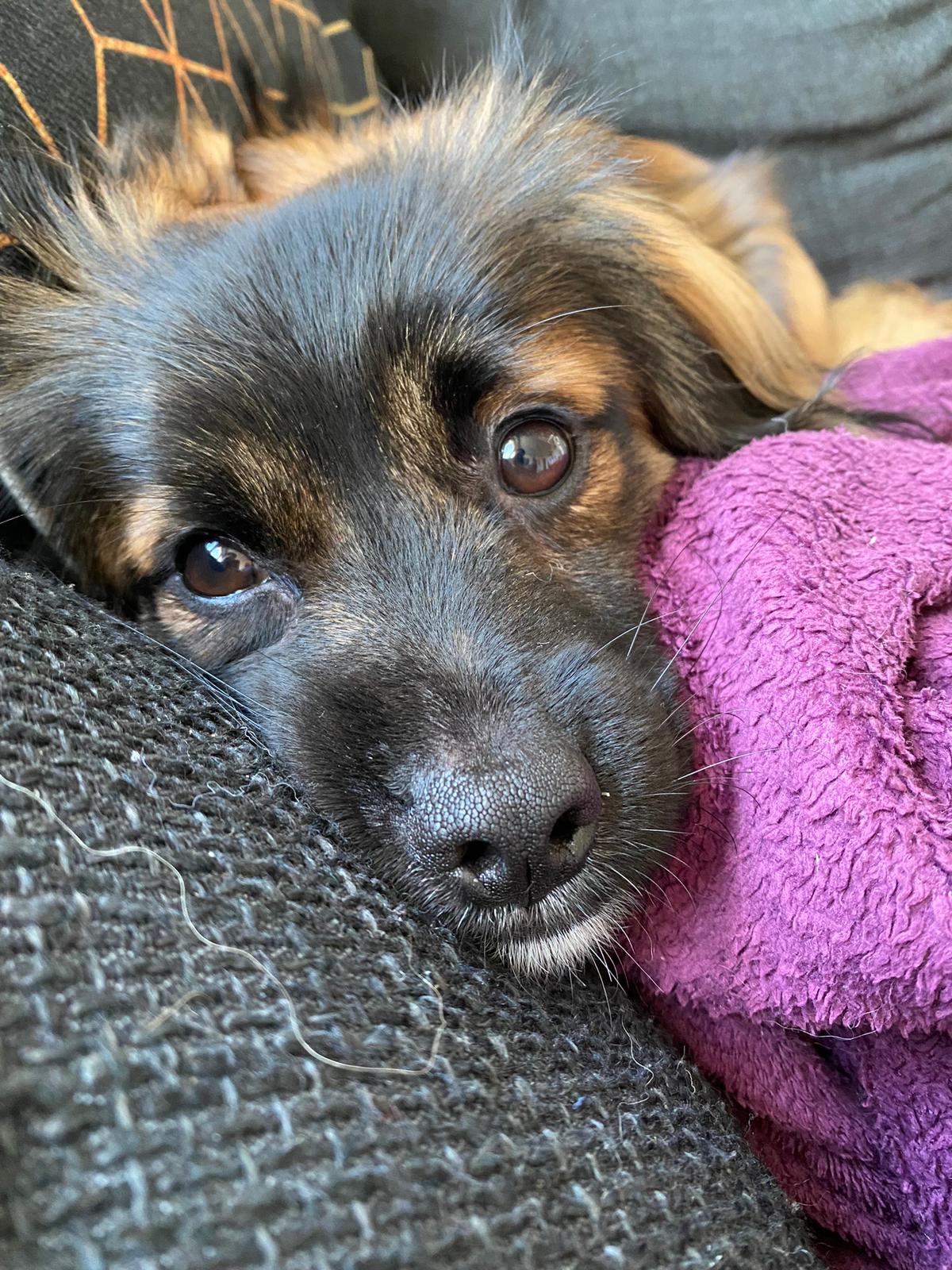 Koda – kleiner Wuschelkopf mit großem Charakter sucht erfahrene Menschen – Hund Mischling sucht ein Zuhause in Unterdietfurt