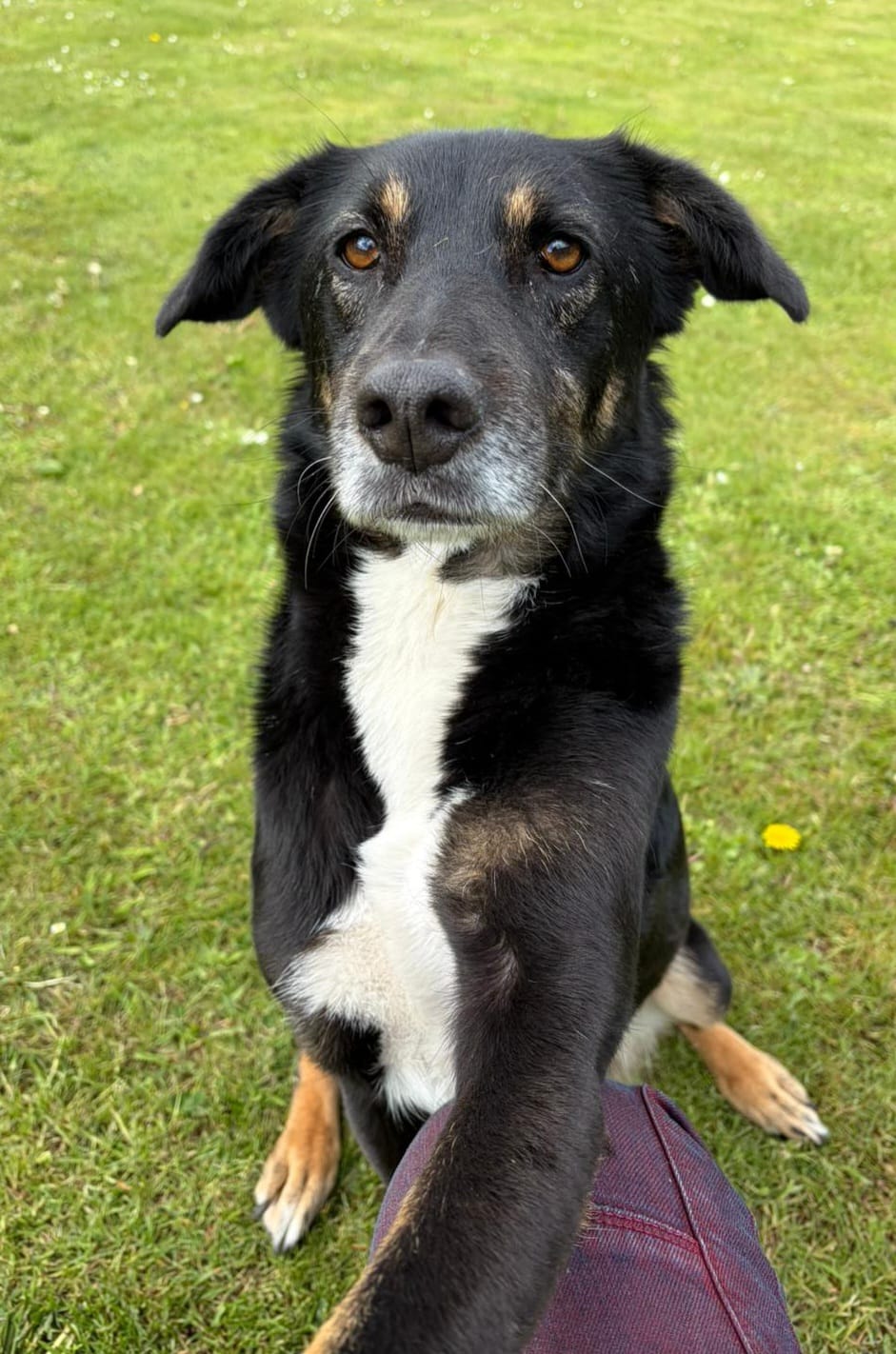  Laima - Freundliche Seele sucht ihr Zuhaus – Hund Mischling sucht ein Zuhause in  Großenrade