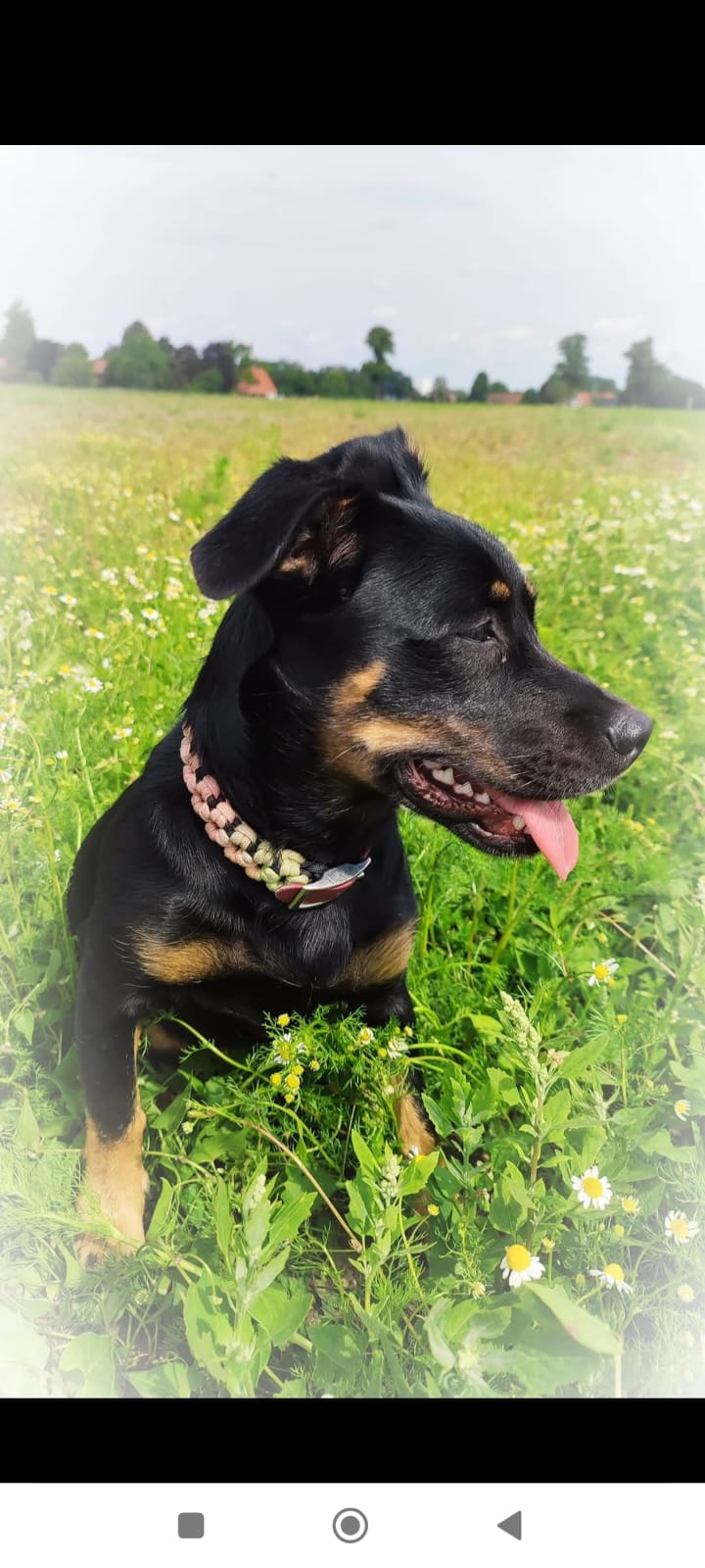 Kleine verrückte Maus sucht ihr Für-immer-Zuhause  – Hund Mischling sucht ein Zuhause in Engter