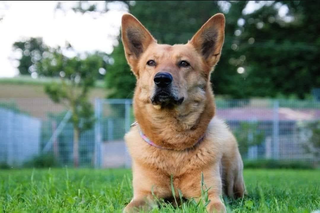 Vouki – der gutmütige Schäferhund-Mix mit Herz und Charme  – Hund Mischling sucht ein Zuhause in Mengkofen  
